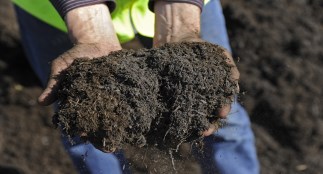 Work standing with compost in hands
