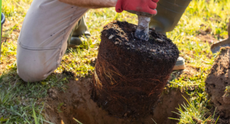 A tree being planted.