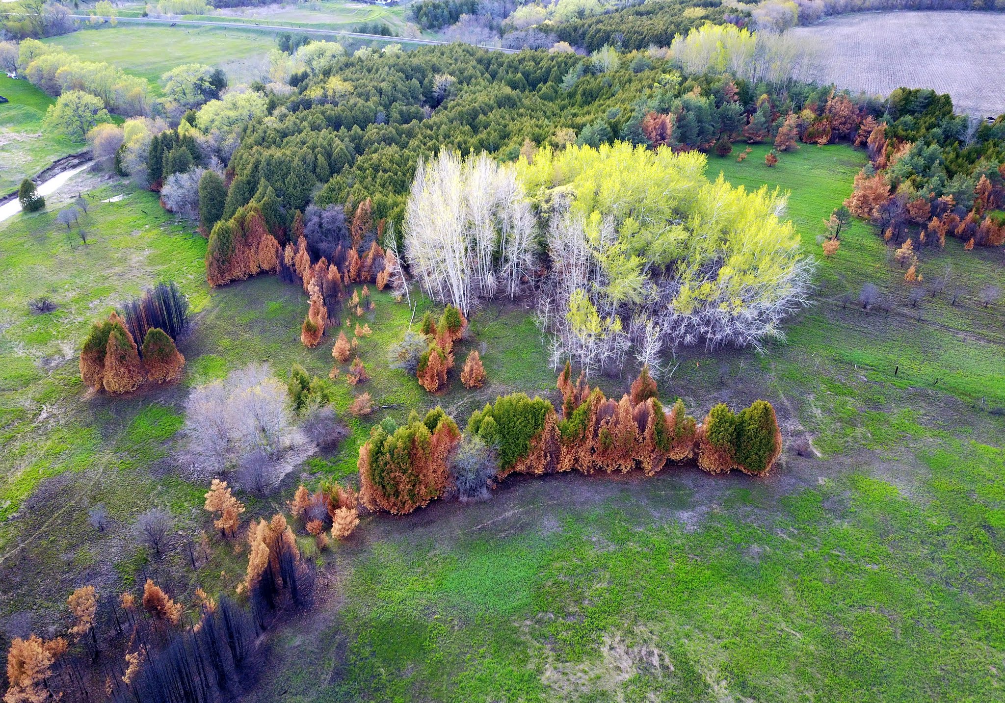 Aerial picture of trees during the fall season