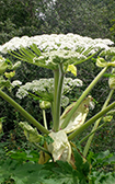 Giant Hogweed plant