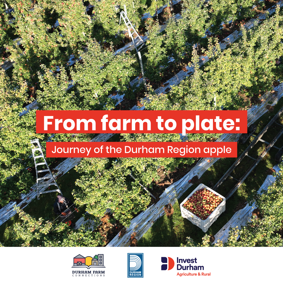 Aerial shot of rows of apple trees with the text, "Farm Farm to Plate: Journey of a Durham Region Apple".