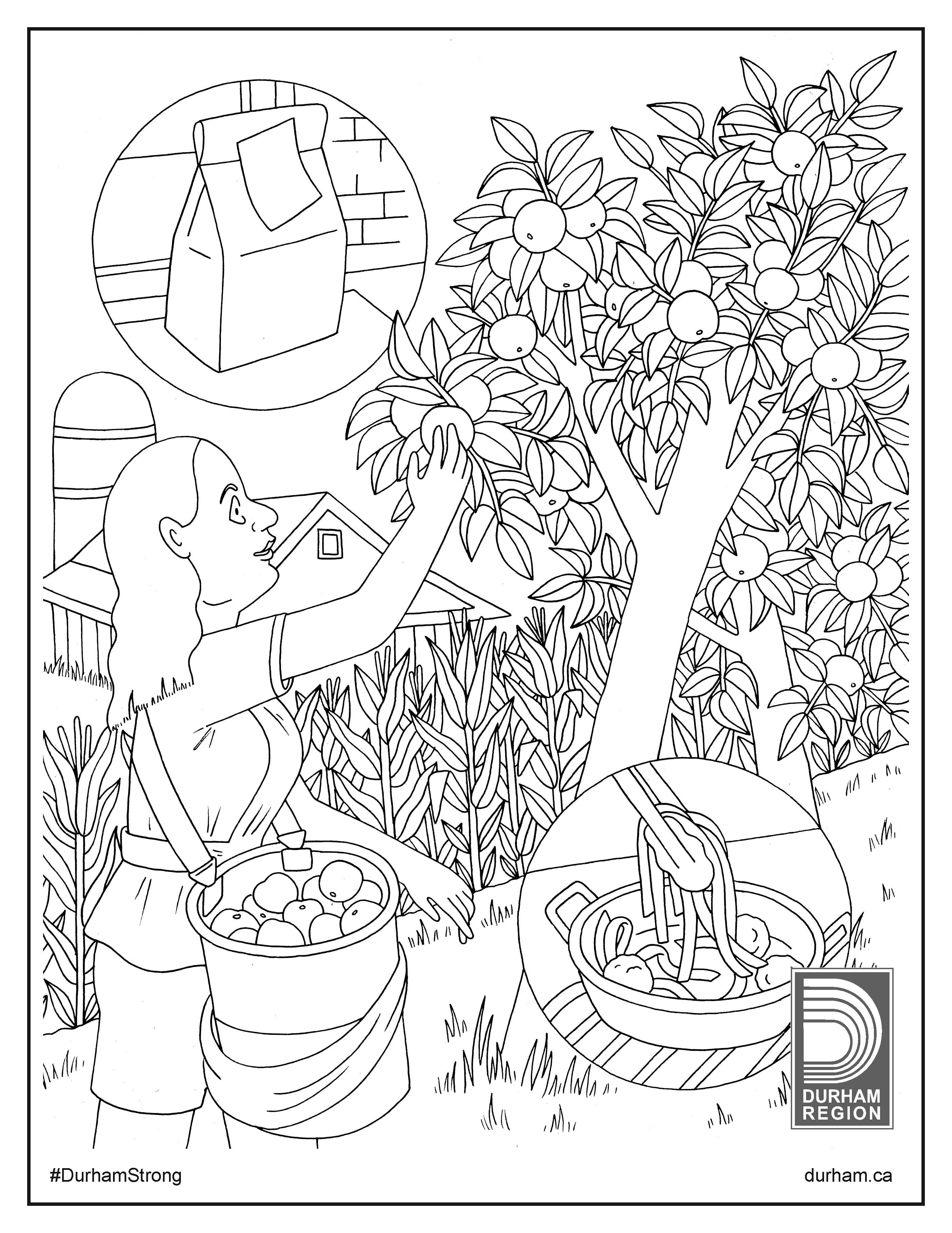 Illustration of person picking an apple from tree