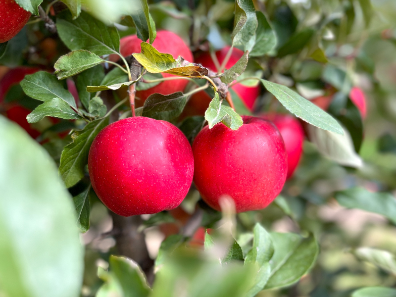 Image of red apples growing on a tree in an orchard