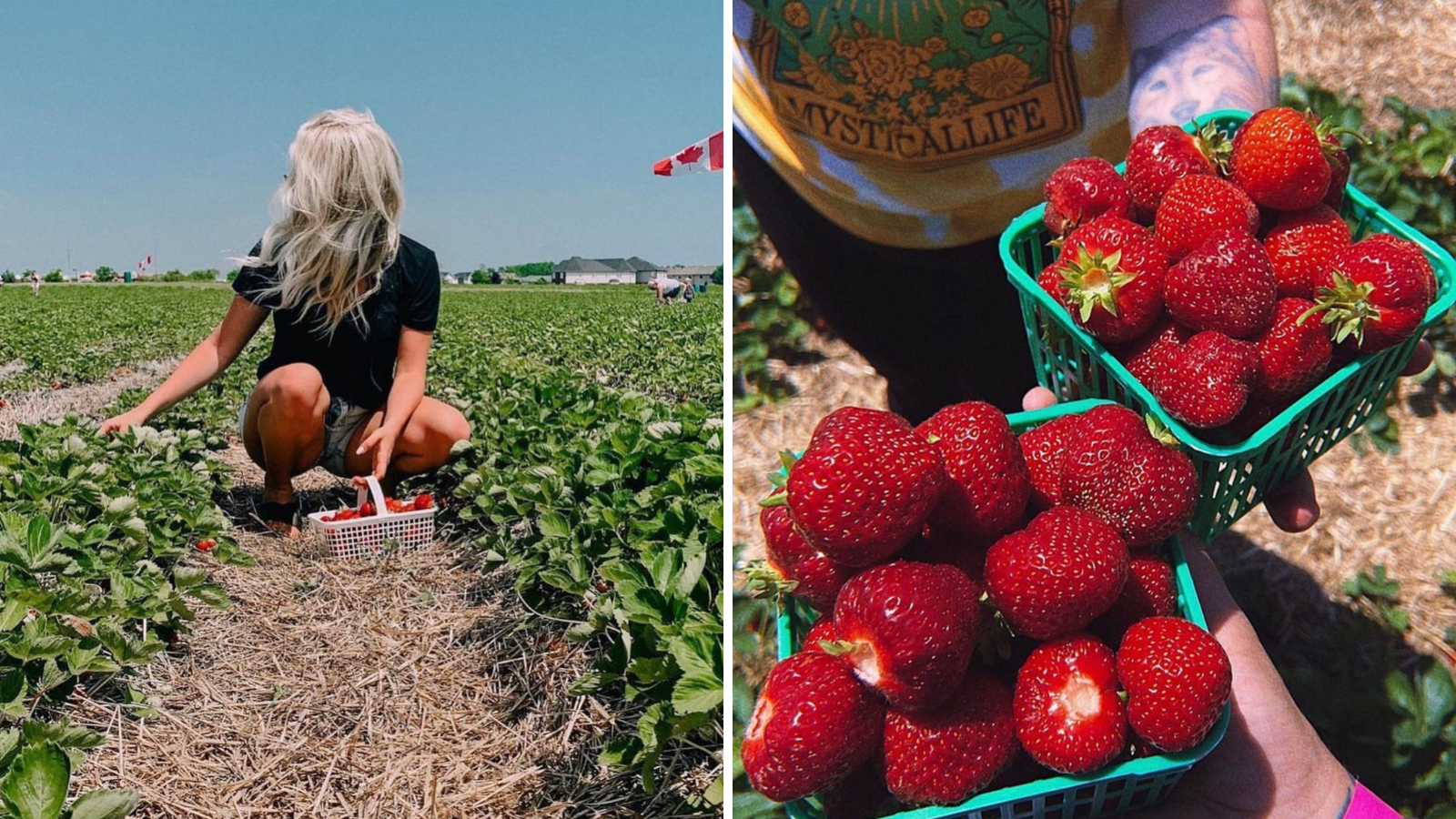 Collage of images including a person in a field picking strawberries and an aerial image of two strawberry baskets being held by two people