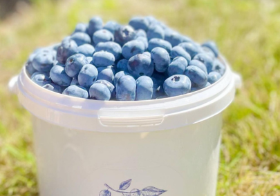 Image of a white plastic bucket overflowing with blueberries