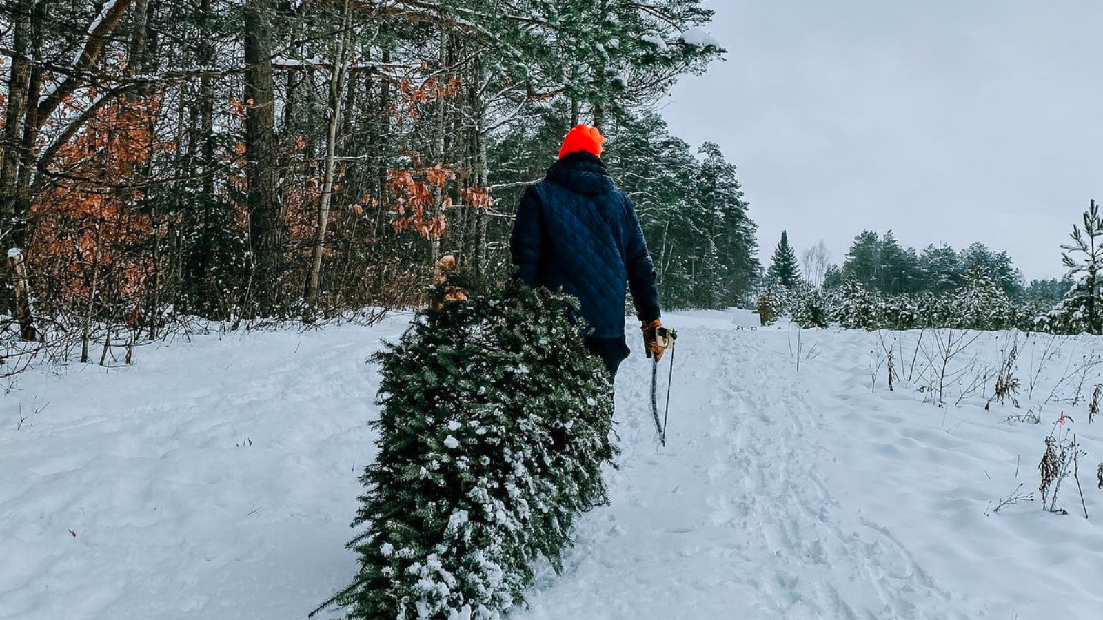 Person carrying a tree at Cormack's Tree Farm in Goodwood Uxbridge, Ontario