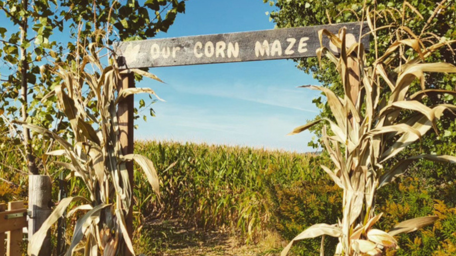 Corn maze at Applewood Farm & Winery in Scugog, Ontario