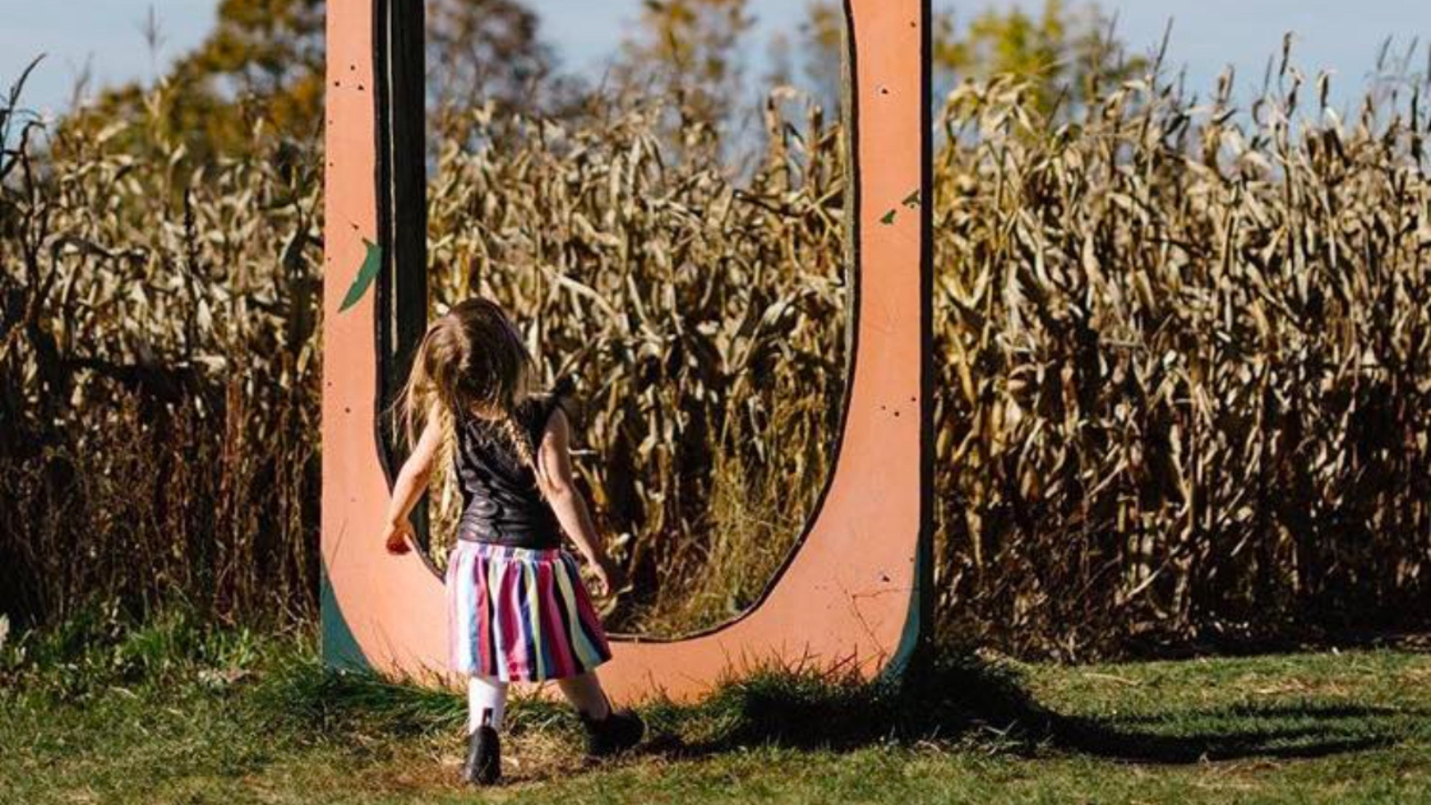 Corn maze at Brooks Farm in Uxbridge, Ontario