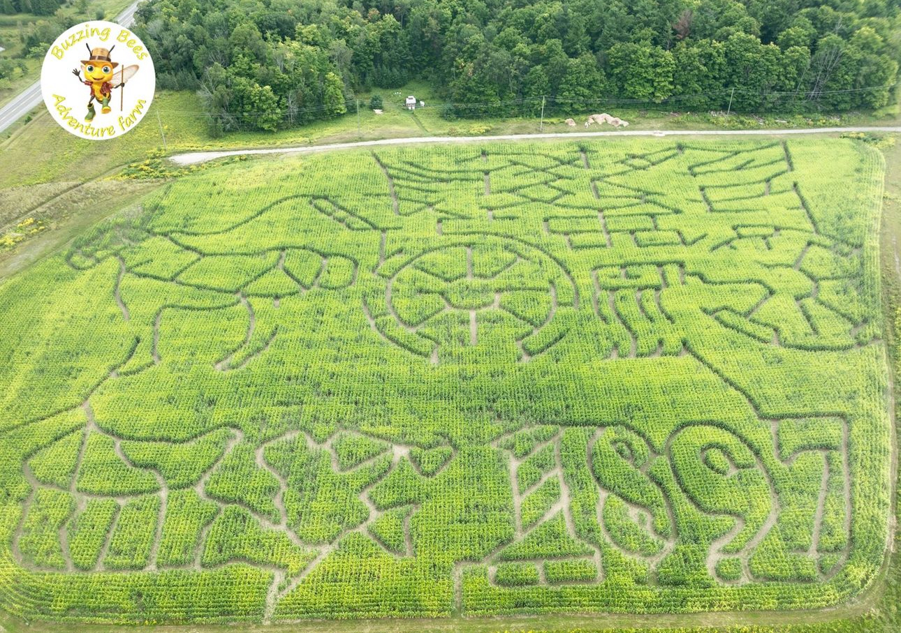 Corn maze at Buzzing Bees Adventure Farm in Sunderland, Ontario