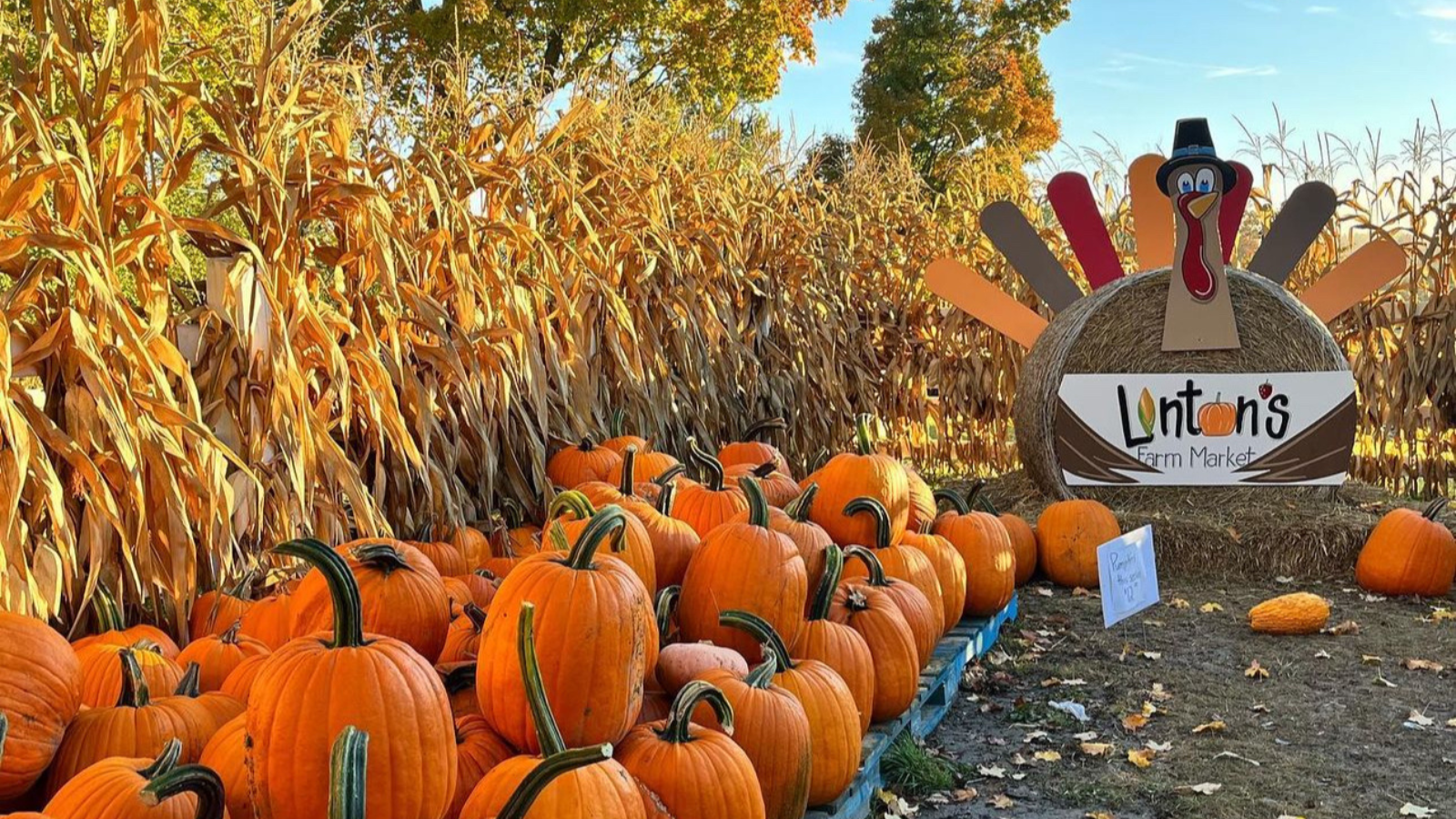 Corn maze at Linton's Farm in Oshawa, Ontario