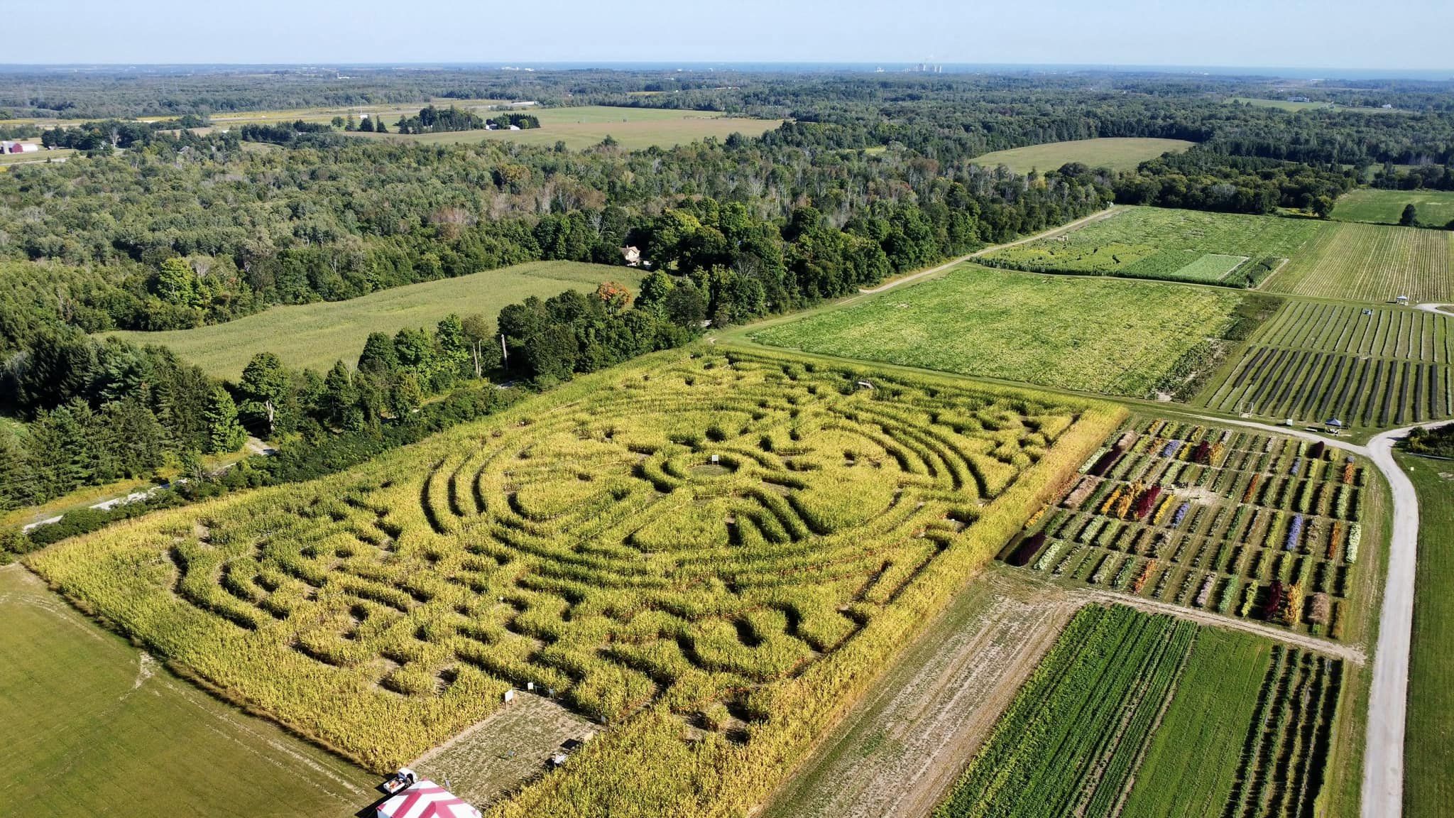 Corn maze at Pingle's Farm in Clarington, Ontario