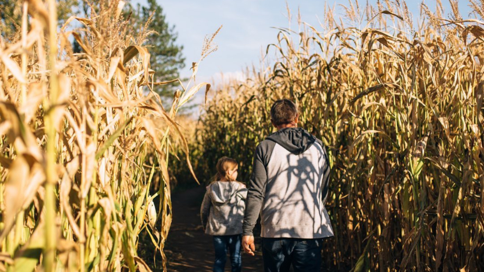 Corn maze at Watson Farms in Clarington, Ontario