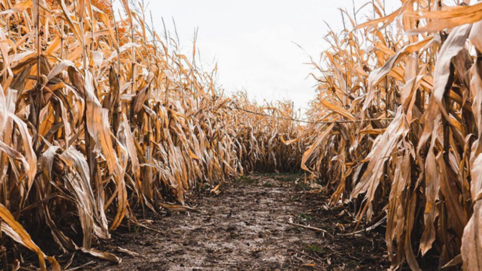 Corn maze at Willowtree Farm in Scugog, Ontario