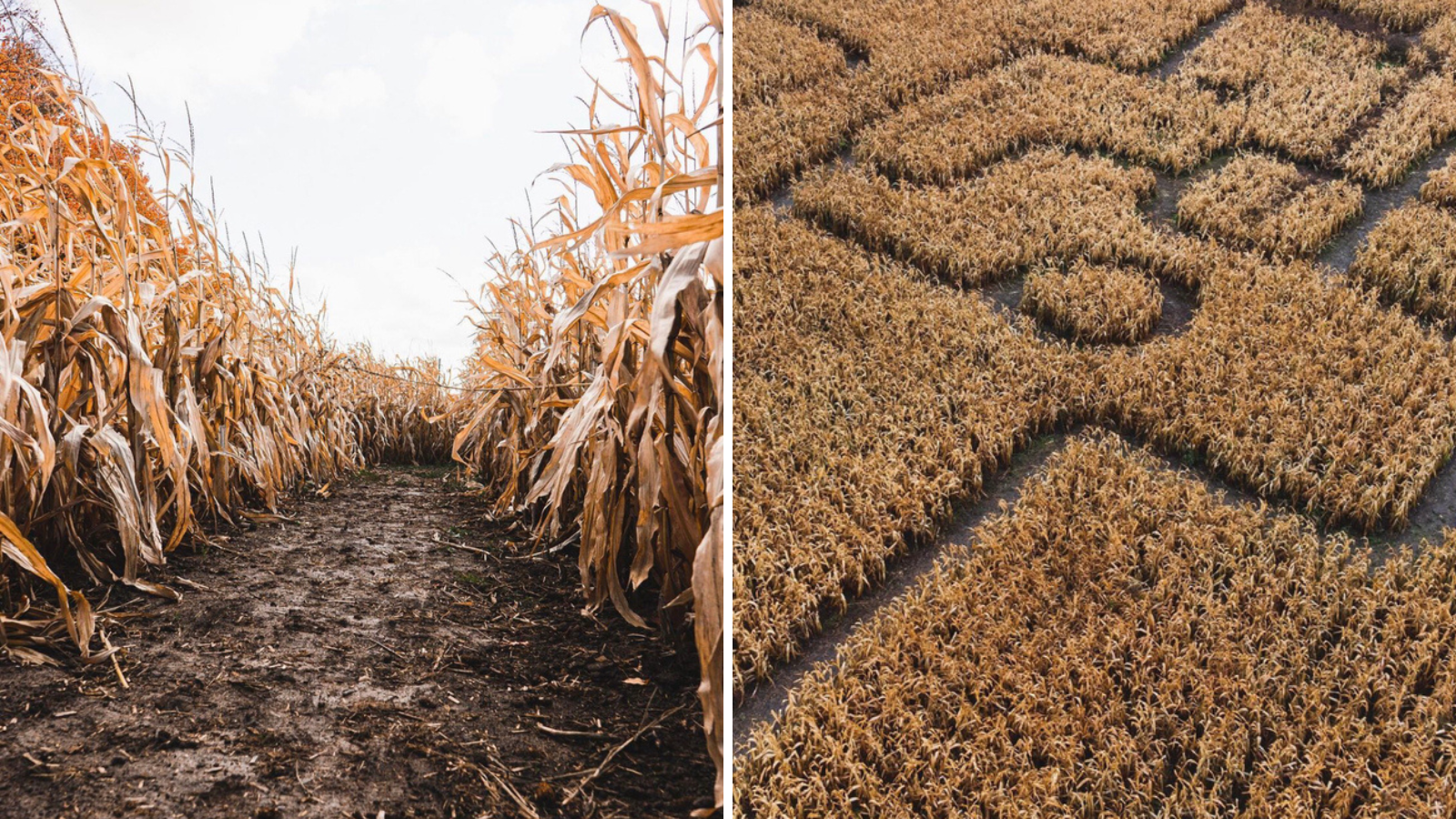 Collage of corn maze and an aerial view over a corn field in Durham Region, Ontario