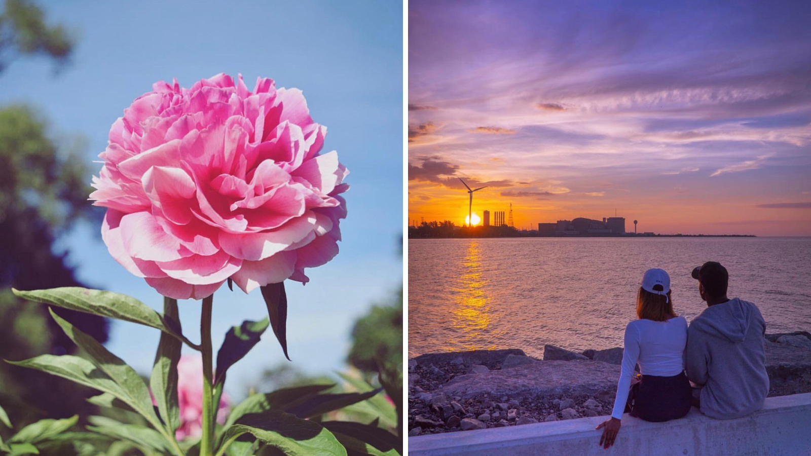 Collage of images including a pink peony and a couple sitting on the beach watching the sunset
