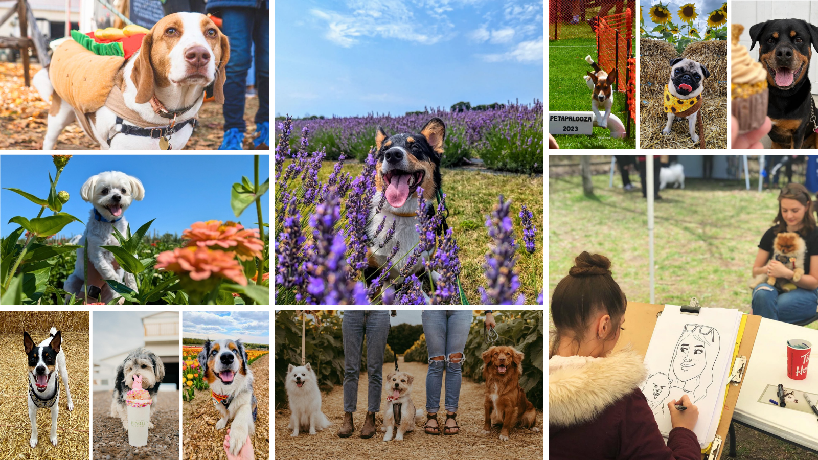 Dog friendly events near Toronto in Durham Region, Ontario