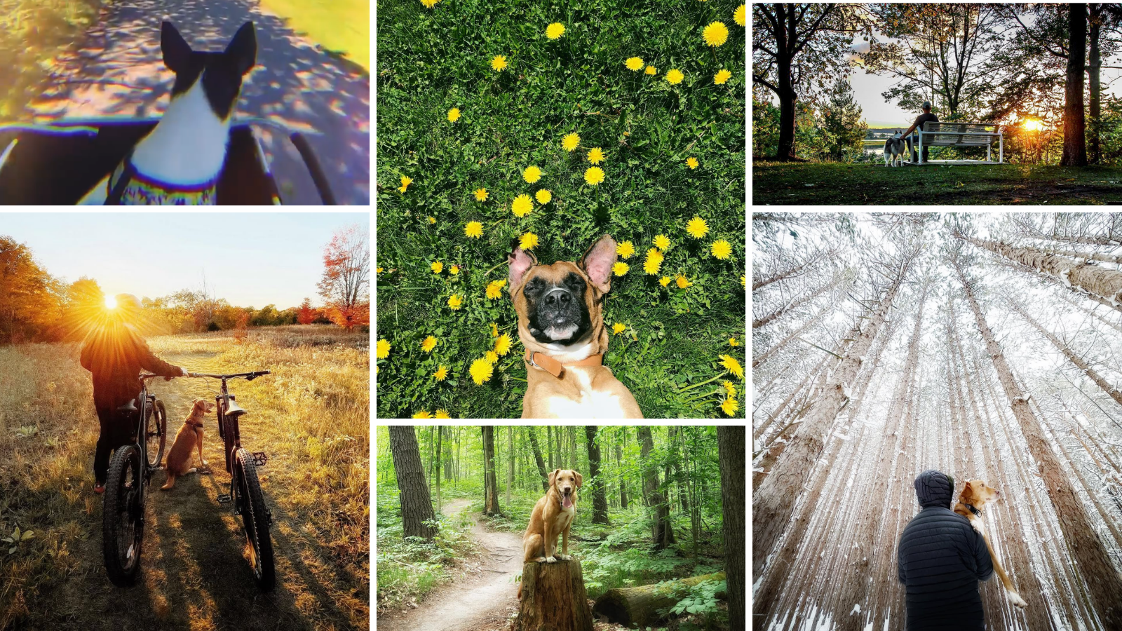 Dog friendly trails near Toronto in Durham Region, Ontario