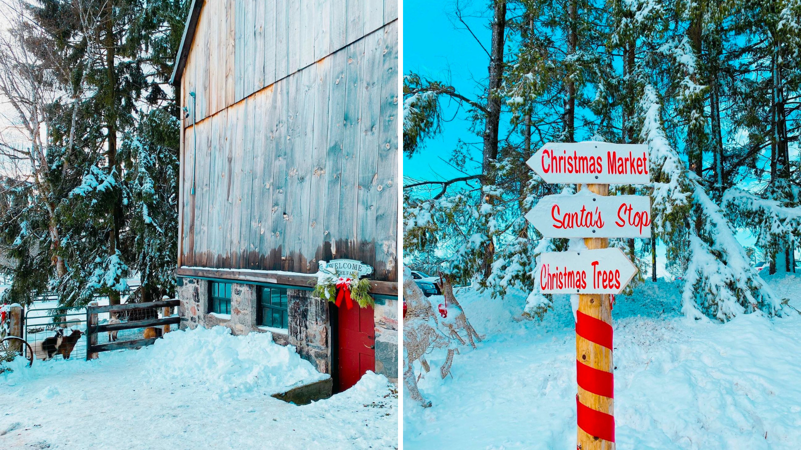 Snow-covered barn and sign at Hope's Christmas Tree Farm in Enniskillen, Ontario