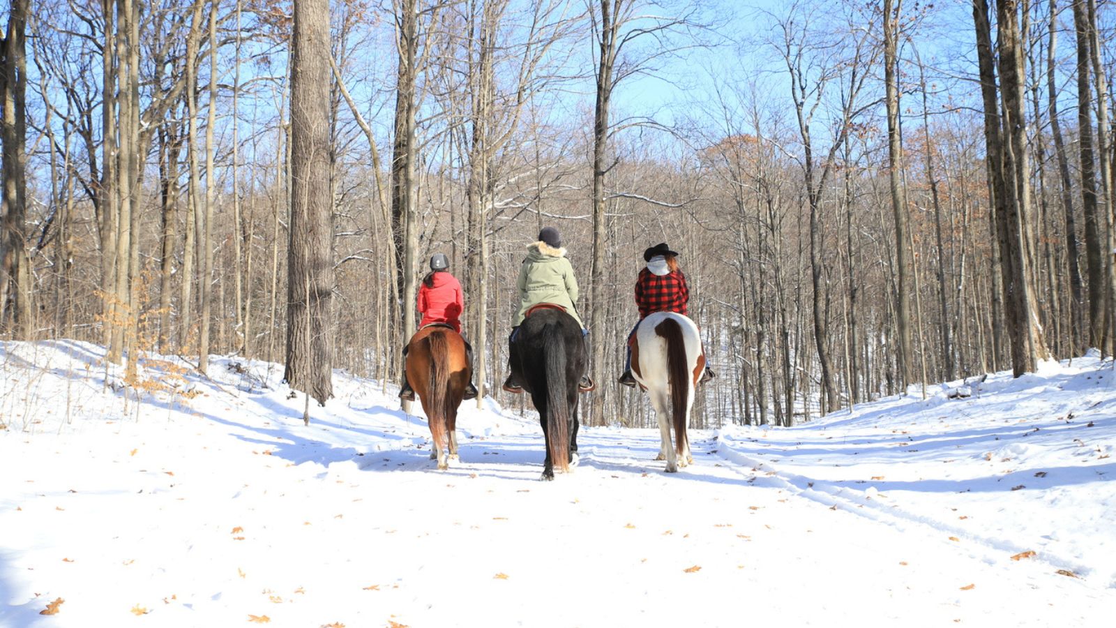 Image of three people on horseback walking away from the camera down a forest path