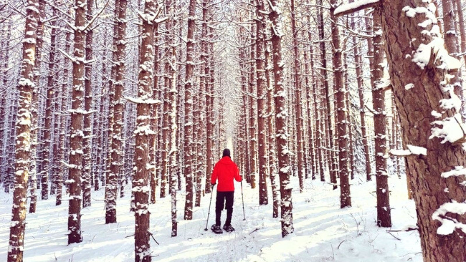 Image of a person cross country skiing away from the camera through a snowy forest a