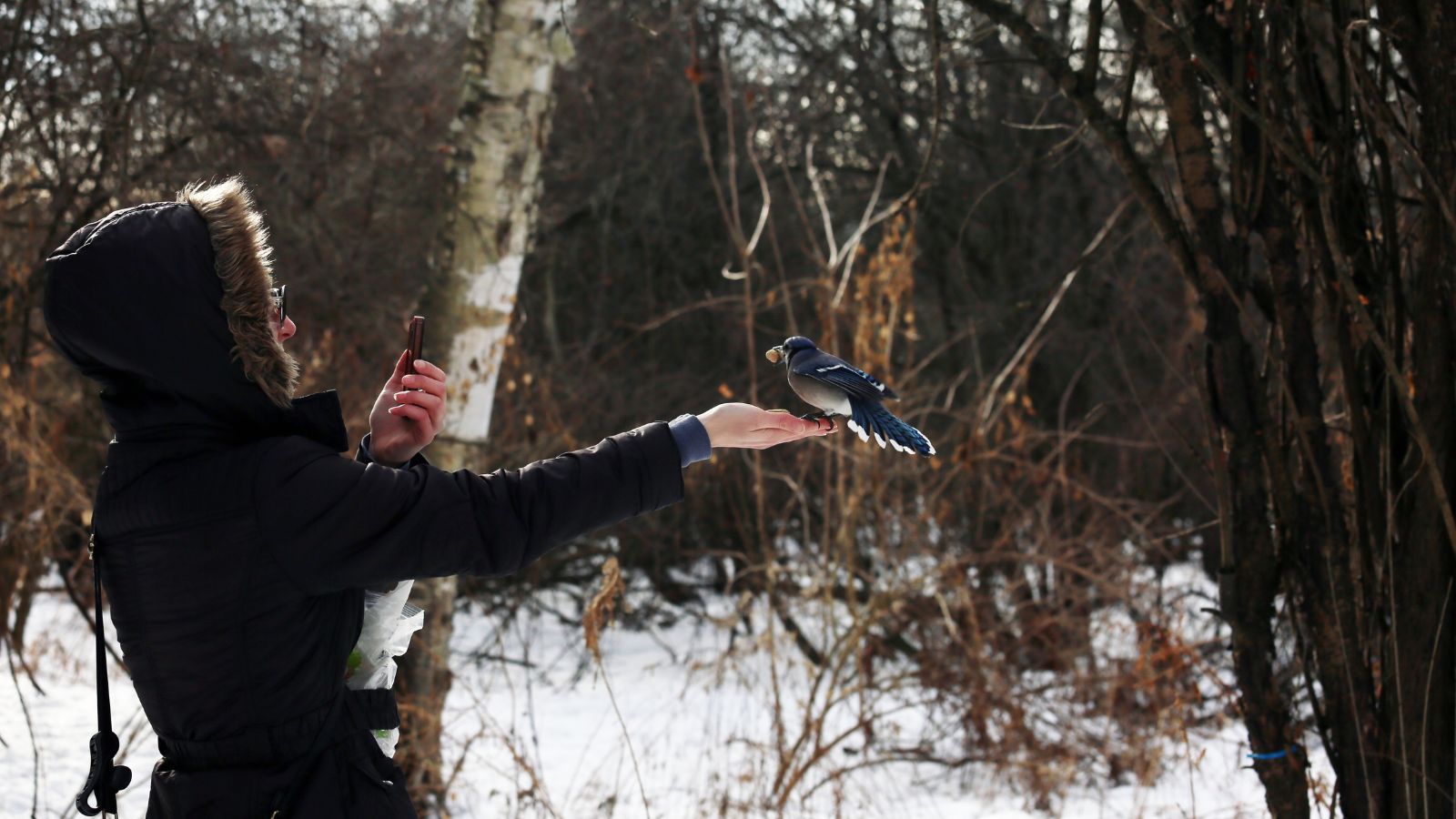 Image of a person holding out their hand and a bird eating from it