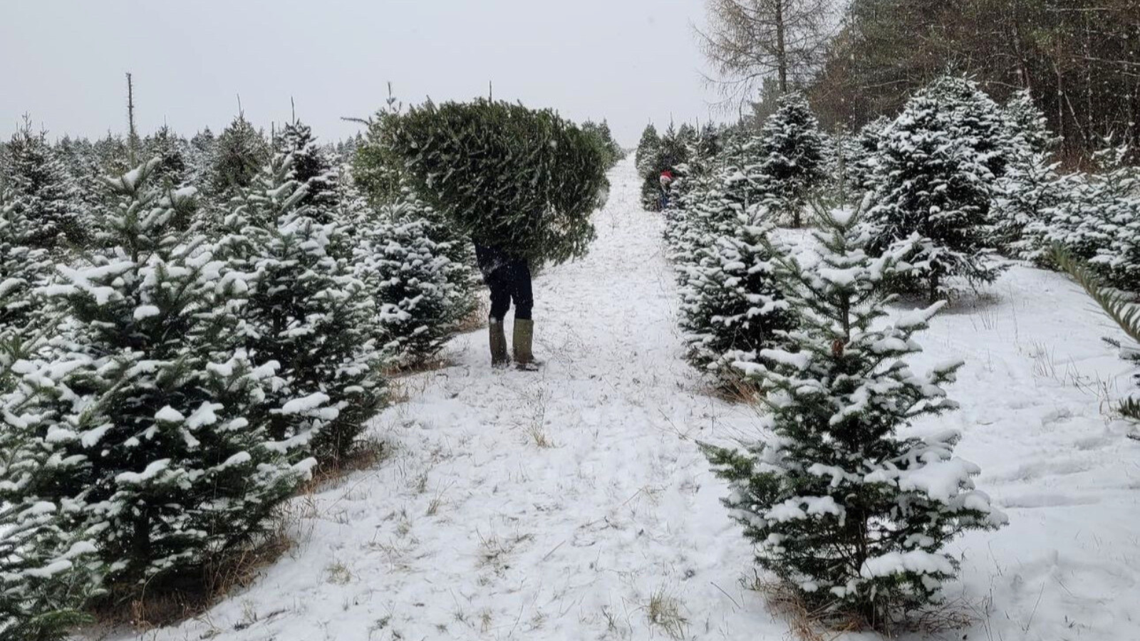 Person carrying a tree at Powell's Trees in Bowmanville, Ontario