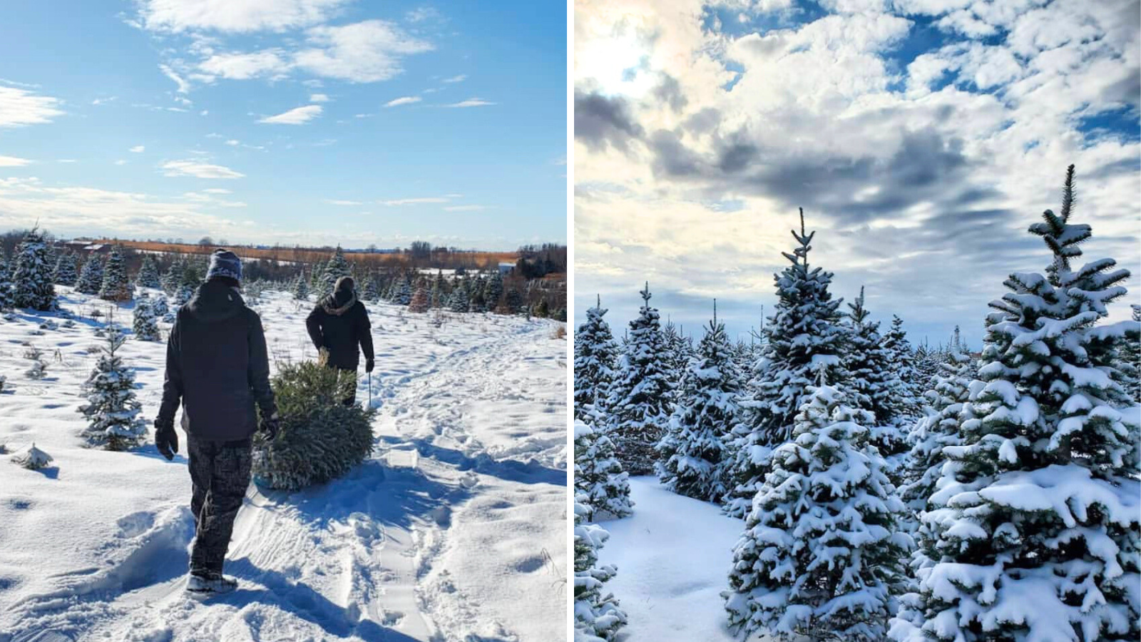 Collage of snow-covered trees and people carrying a tree at Prestonvale Tree Farm in Courtice, Ontario