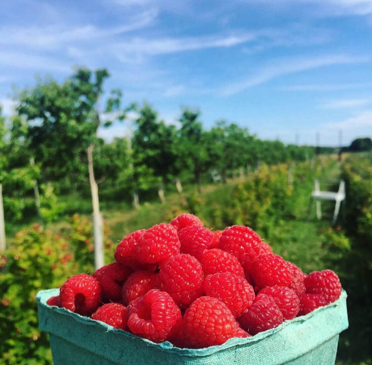 Image of a pint of raspberries with a pick-your-own raspberry patch in the background