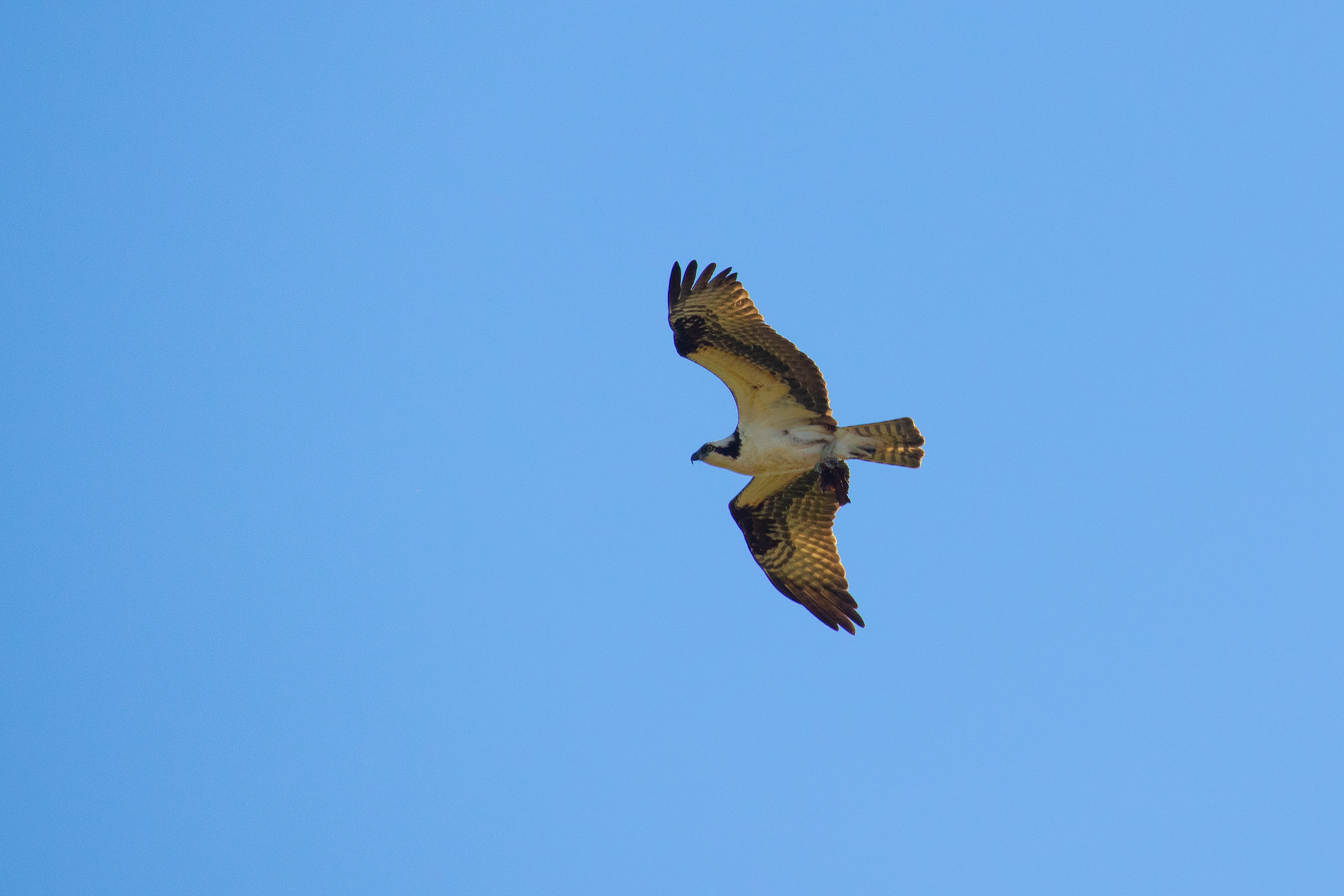 Hawk flying overhead with blue sky behind it