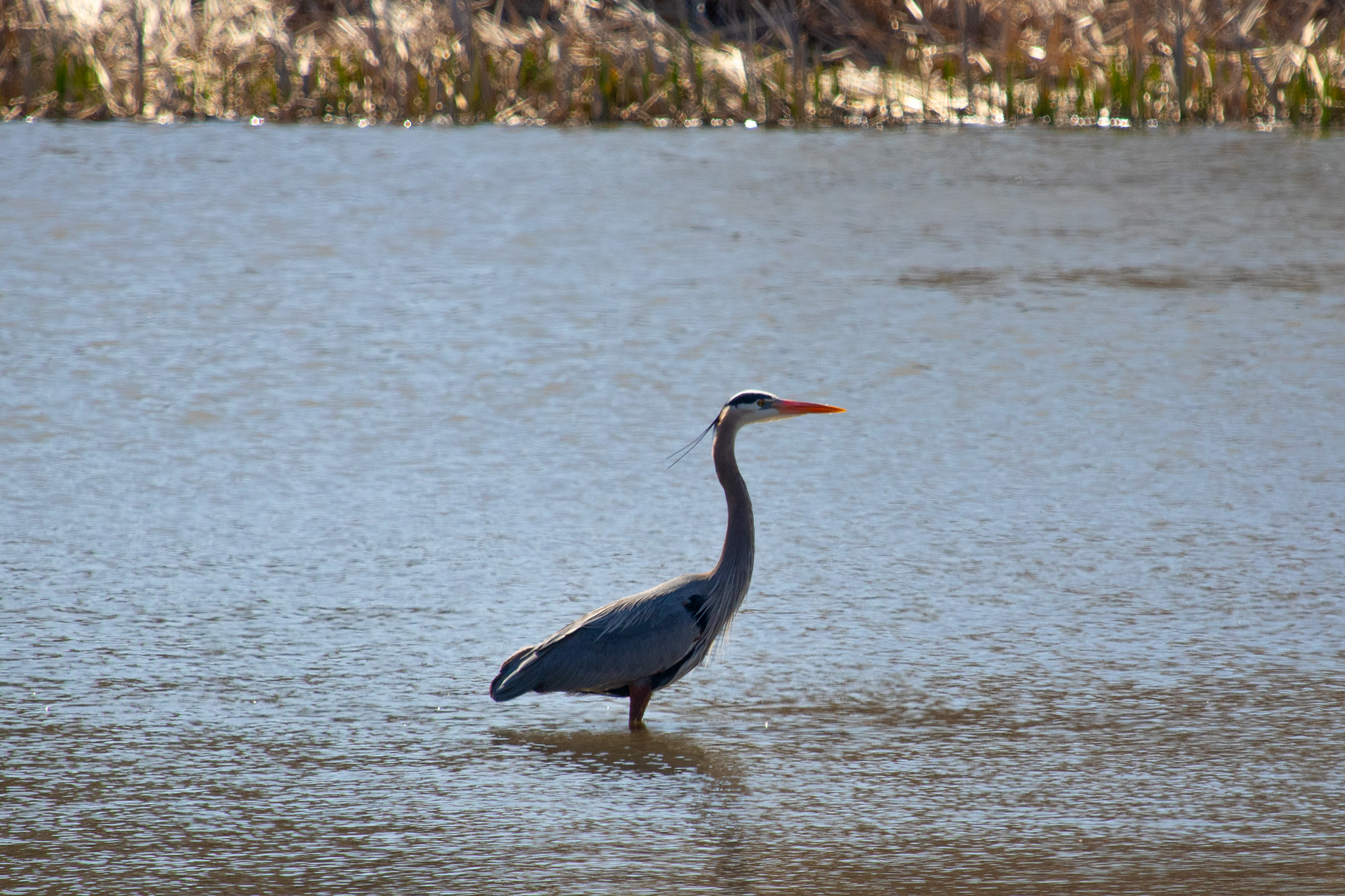 A crane standing tall in Second Marsh