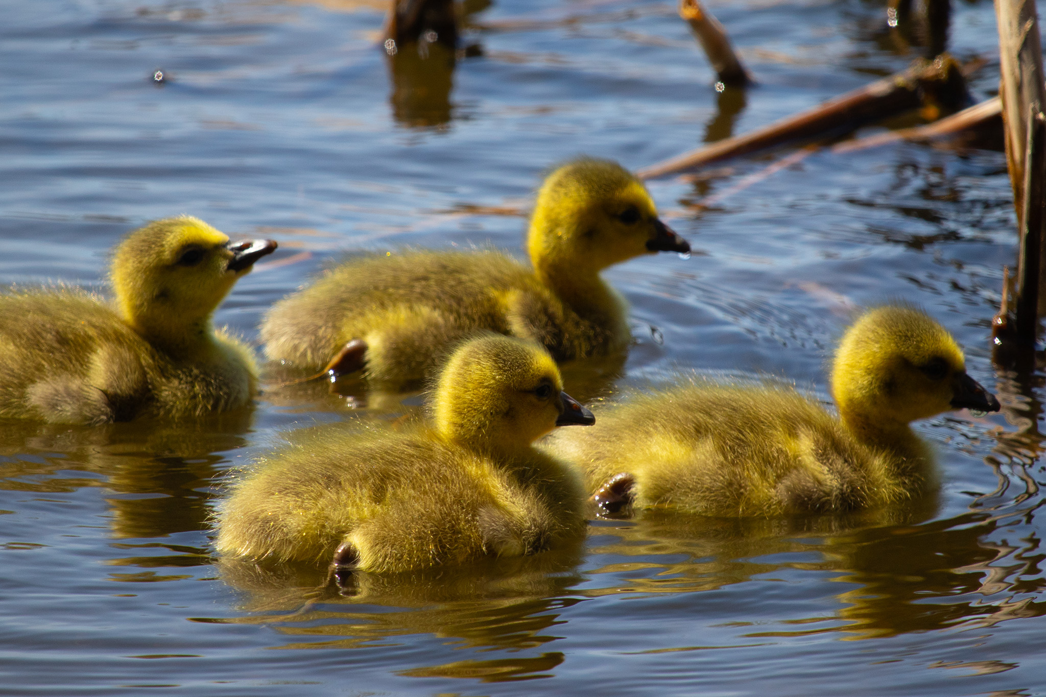 Four fuzzy, yellow goslings swimming in marsh