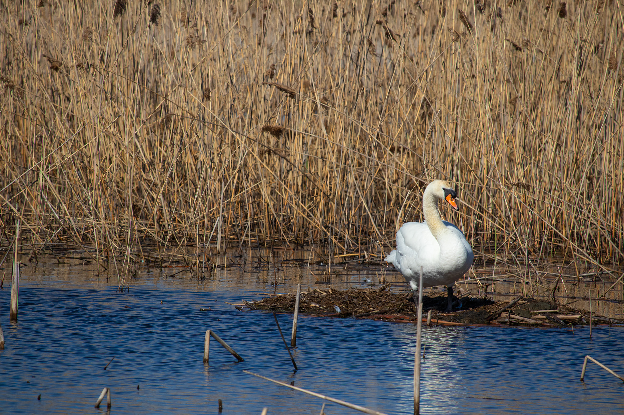 Swan sitting on nest in marsh