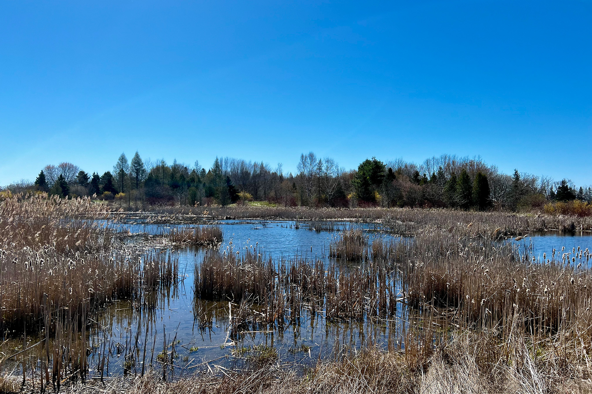 Full view of Second Marsh with beautiful, blue skies 