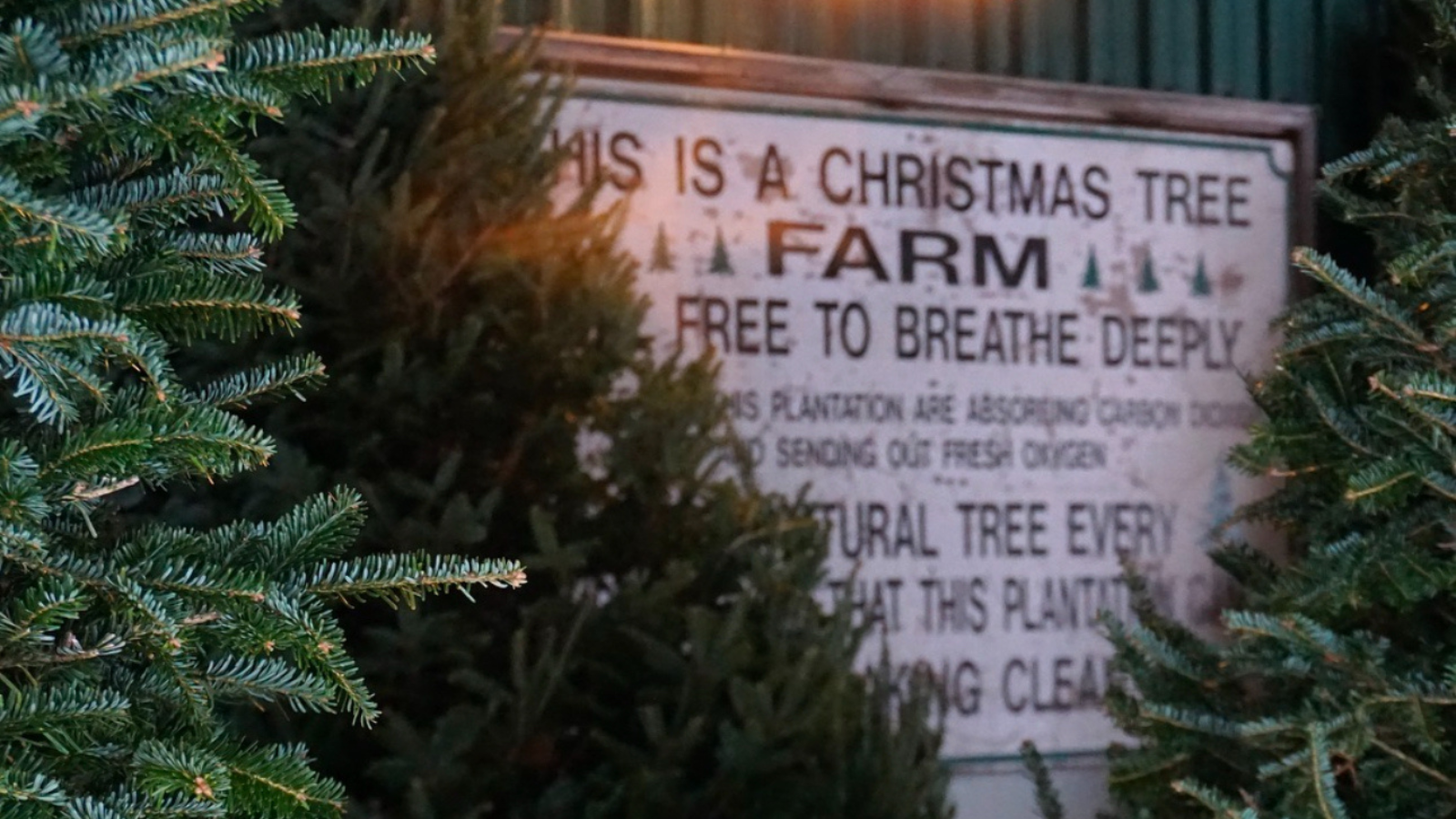 Sign that reads, "Christmas Tree Farm" surrounded by evergreen pine trees at Spademan Tree Farm in Port Perry, Ontario