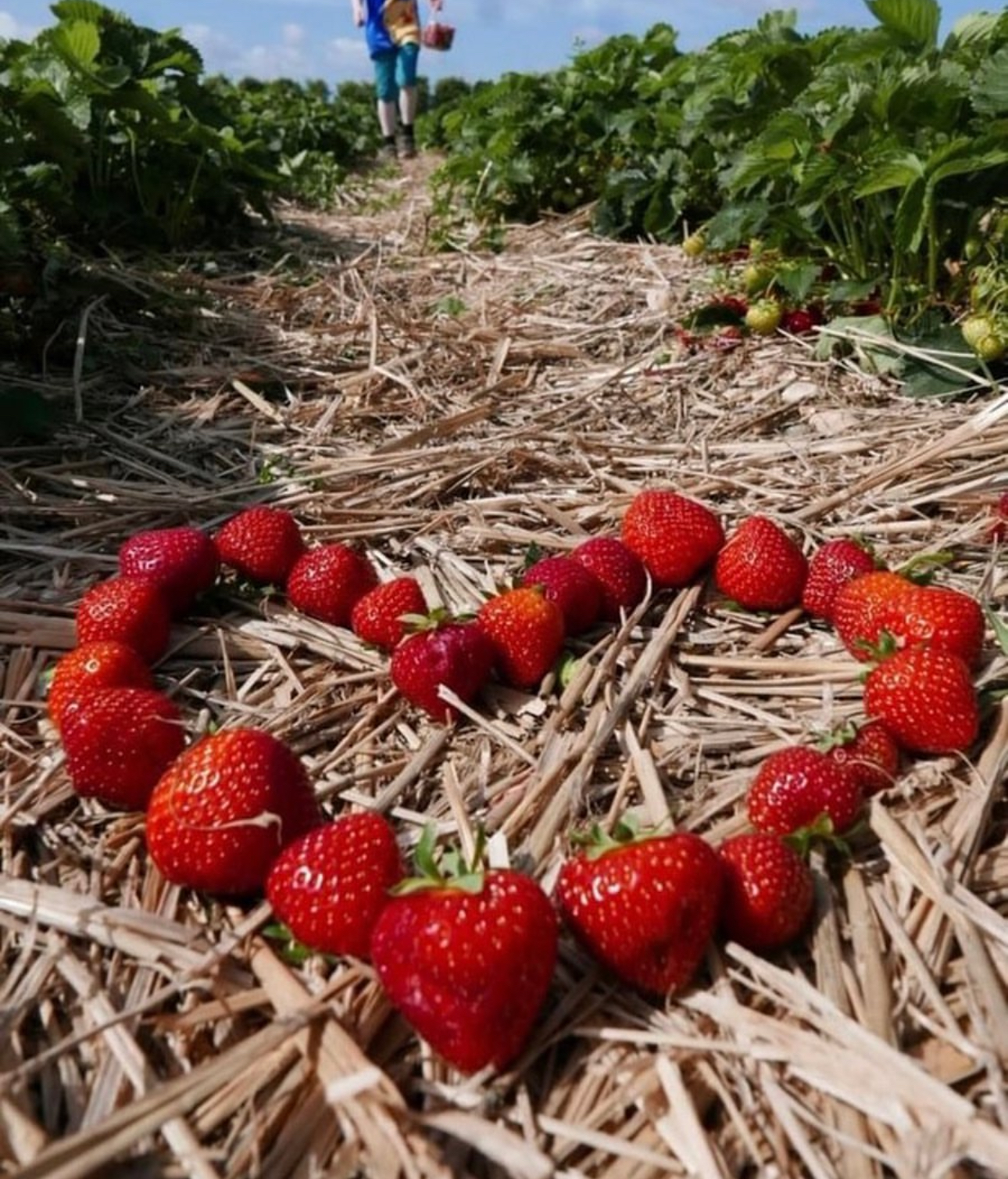 Image of strawberries laying in the shape of a heart in a strawberry patch