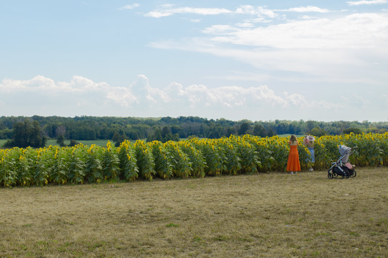 Family with small child at a sunflower field.