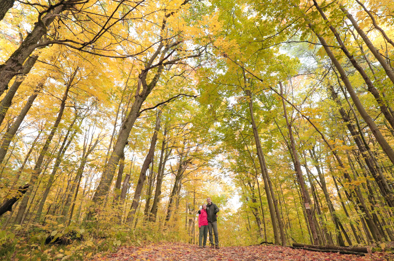 A couple on a forest trail surrounding by tall trees with golden leaves in the Fall.