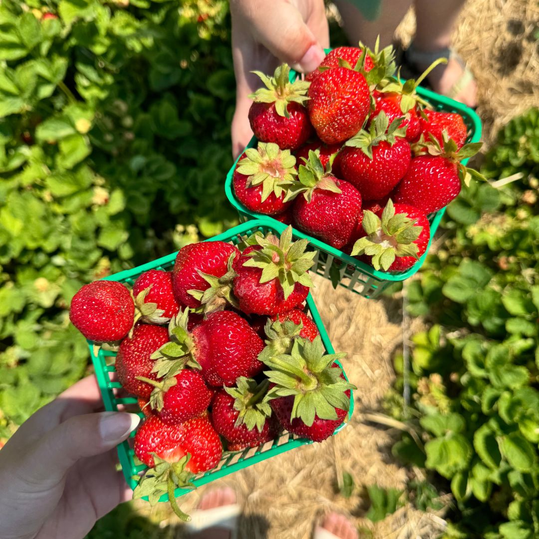 Two hands holding pints of strawberries at Maple Grove Orchards in Clarington, Ontario, Canada.