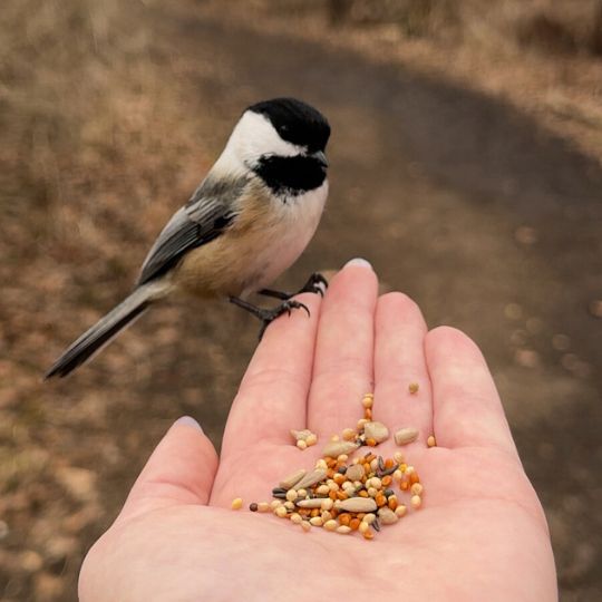 Hand feeding a songbird at Lynde Shores Conservation Area in Whitby, Ontario