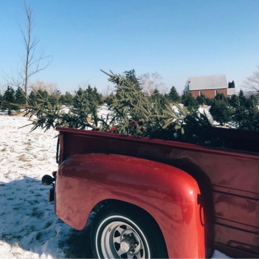 Photo by cassandralyndee of a tree in the back of a red pickup truck at Spademan Tree Farm in Scugog, Ontario, Canada.