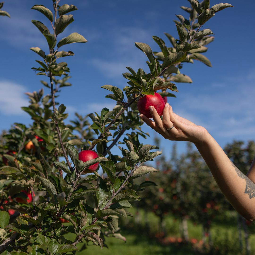 Hand grabbing an apple from a tree at Archibald's Orchard & Winery in Clarington, Ontario, Canada.