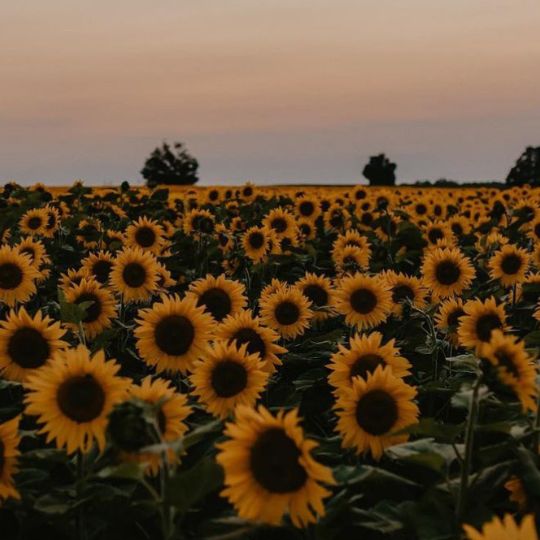 Sunflower field in Durham Region, Ontario