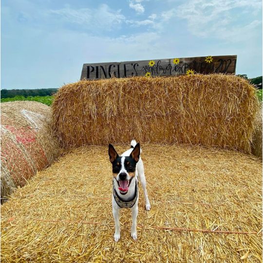 Dog at Pingle's Farm in Clarington, Ontario