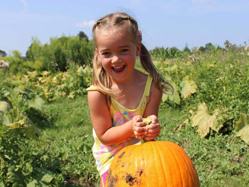 Girl holding a pumpkin in a pumpkin patch on a sunny day with a blue sky.