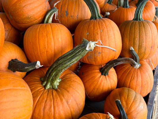 Close up of pumpkins.