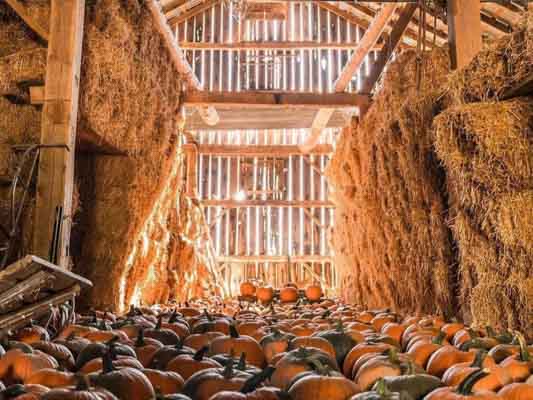 Pumpkins in an barn with sunlight glowing through the boards.