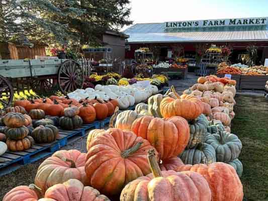 Rows of different coloured pumpkins outside Linton's Farm Market.