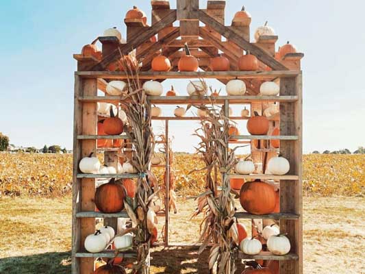 Small house outdoors with different coloured pumpkins placed on shelving.