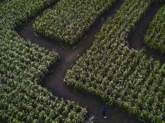 Drone shot of a corn maze at Cooper's Farm.