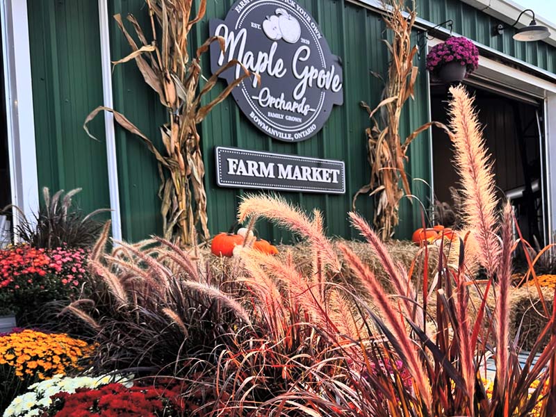 Beautiful fall floral arrangements in front of Maple Grove Orchards farm market.